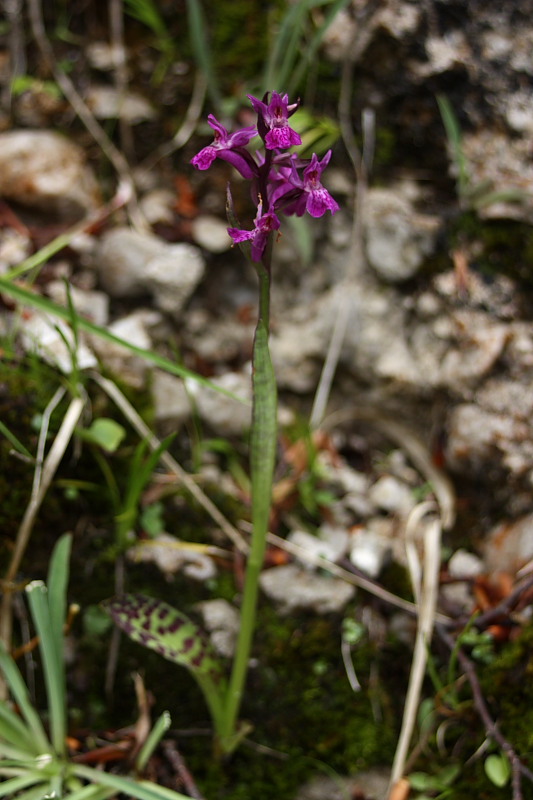 Dactylorhiza lapponica subsp. rhaetica