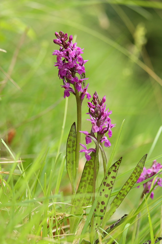 Dactylorhiza lapponica subsp. rhaetica