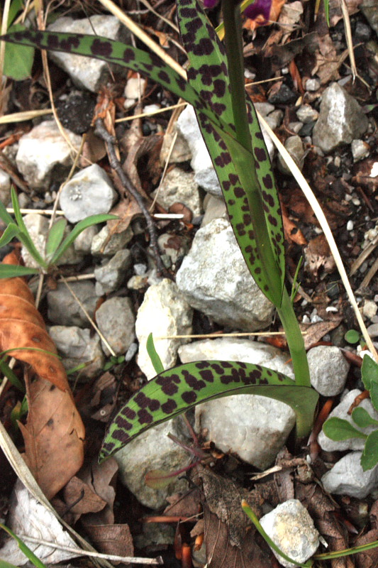 Dactylorhiza lapponica subsp. rhaetica