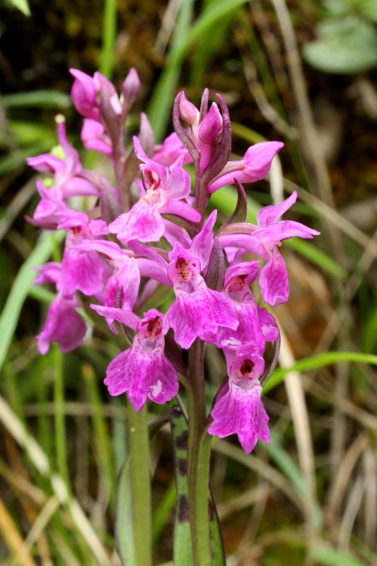 Dactylorhiza lapponica subsp. rhaetica