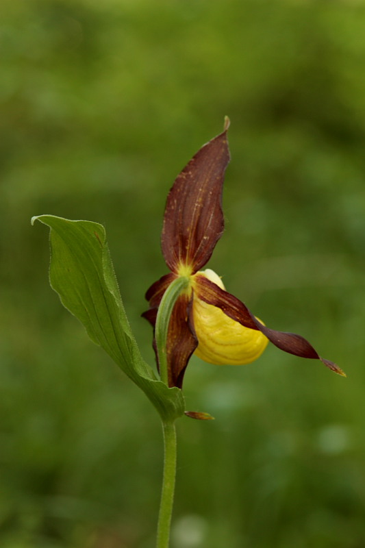 Dactylorhiza lapponica subsp. rhaetica