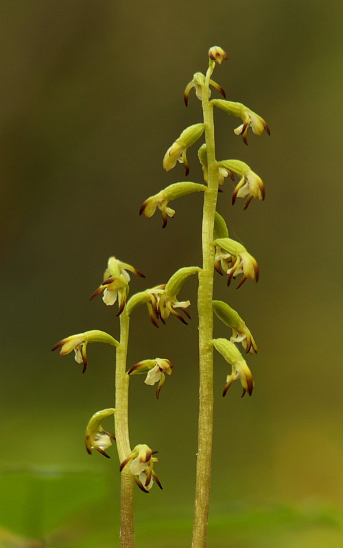 Dactylorhiza lapponica subsp. rhaetica