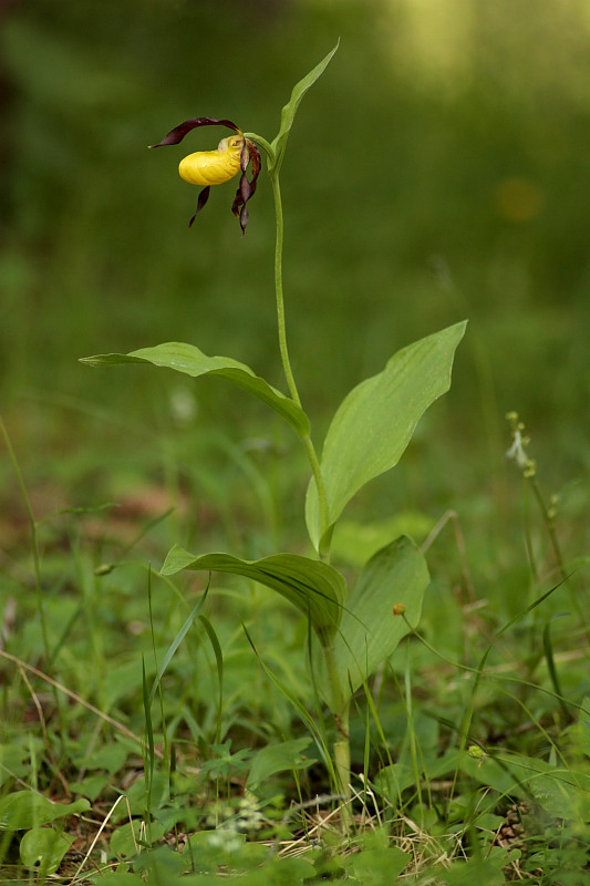 Dactylorhiza lapponica subsp. rhaetica