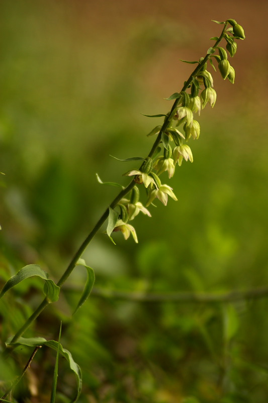 Epipactis muelleri