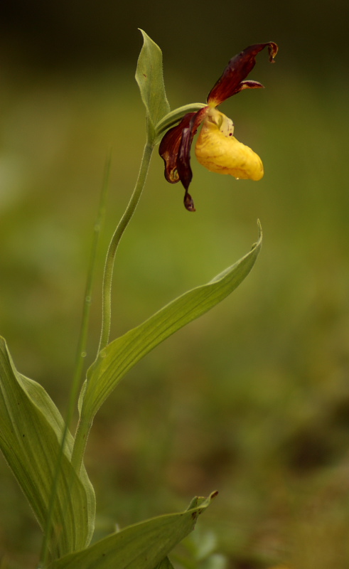 In cara Carnia