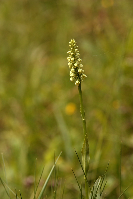 In cara Carnia