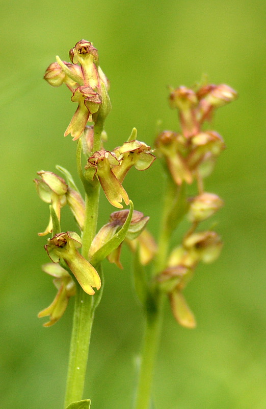 In cara Carnia