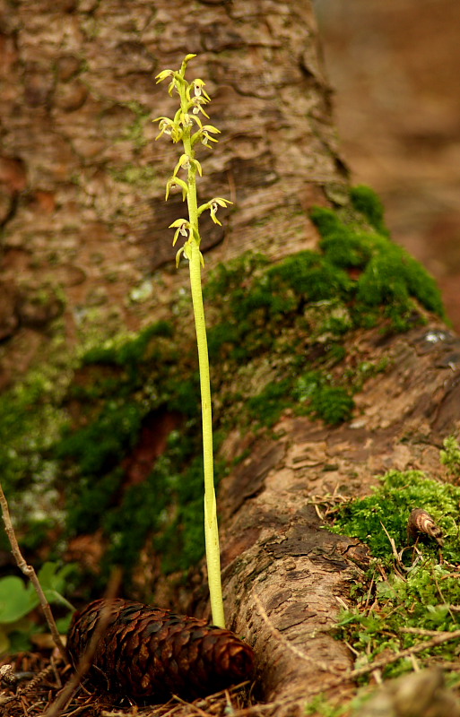 In cara Carnia