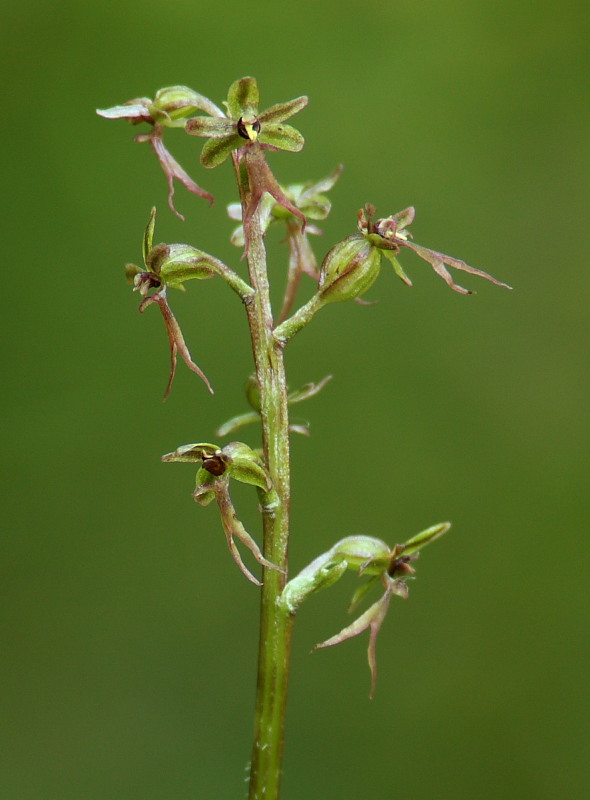 Neottia cordata