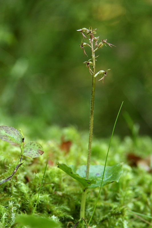 Neottia cordata