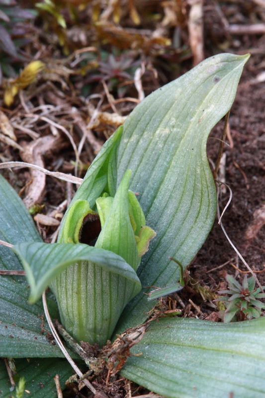 Qualcosa si muove anche in Friuli...