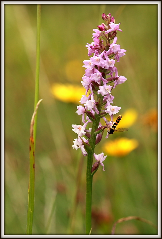 Gymnadenia odoratissima con impollinatore