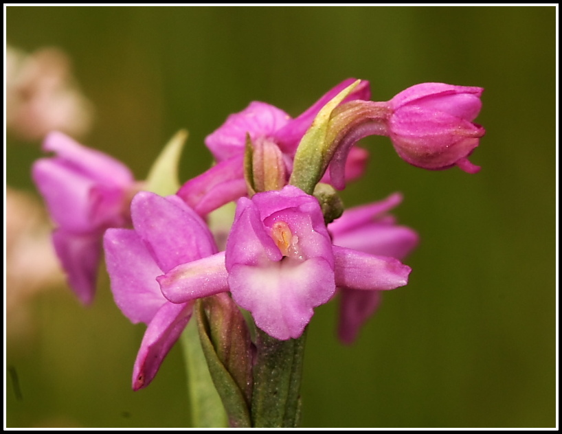 Gymnadenia odoratissima con impollinatore