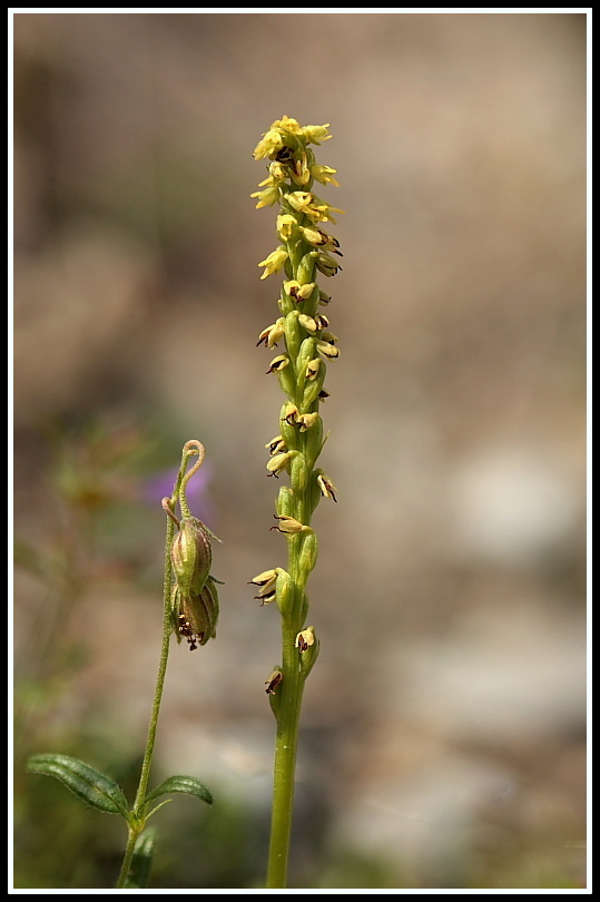 Herminium monorchis