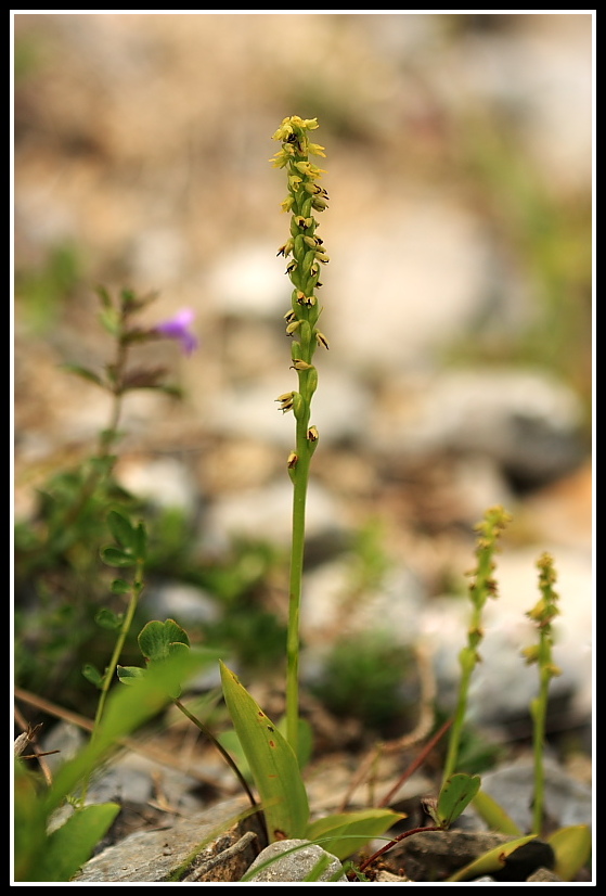 Herminium monorchis