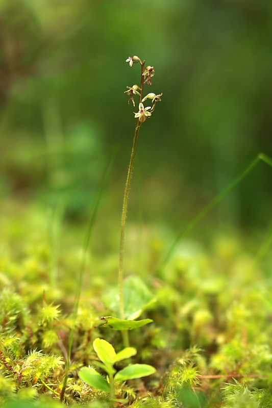 Epipogium aphyllum e Listera cordata