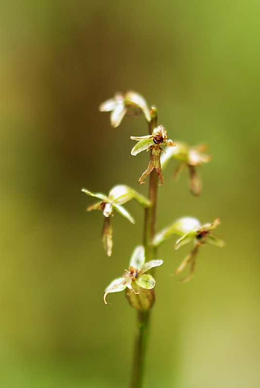 Epipogium aphyllum e Listera cordata