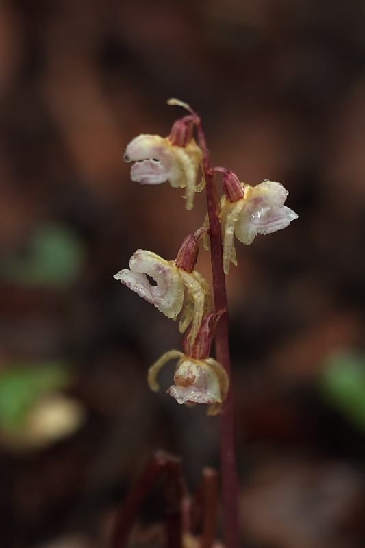 Epipogium aphyllum e Listera cordata