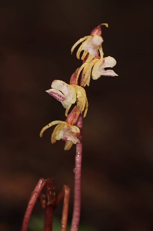 Epipogium aphyllum e Listera cordata