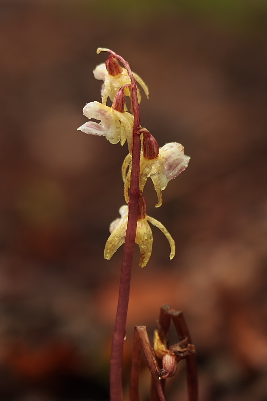 Epipogium aphyllum e Listera cordata