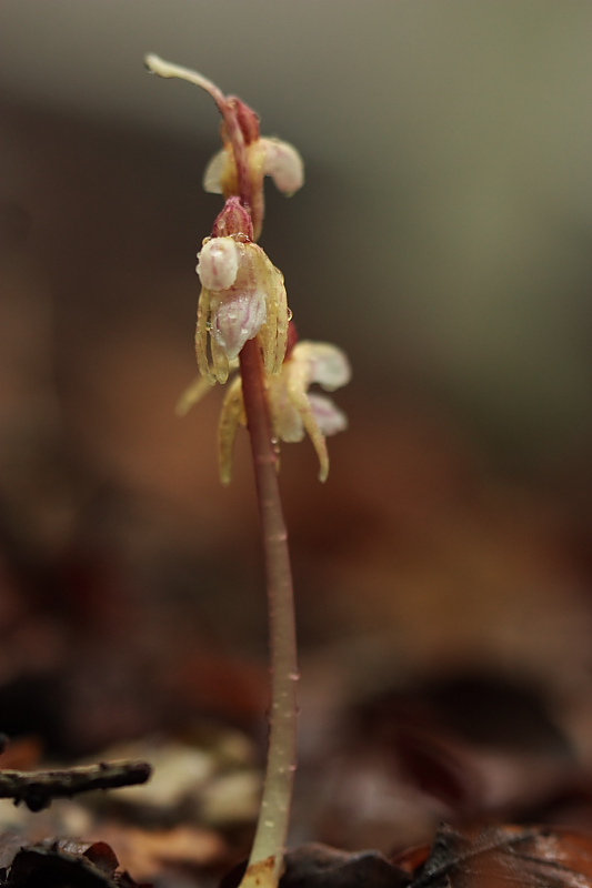 Epipogium aphyllum e Listera cordata