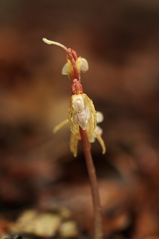 Epipogium aphyllum e Listera cordata