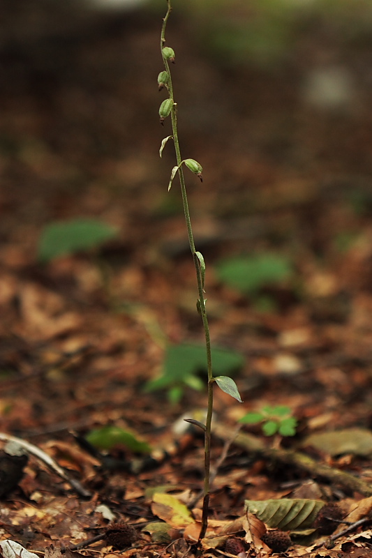 Epipactis microphylla in frutto