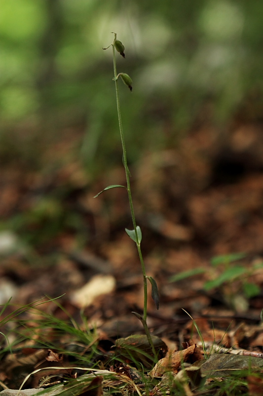 Epipactis microphylla in frutto