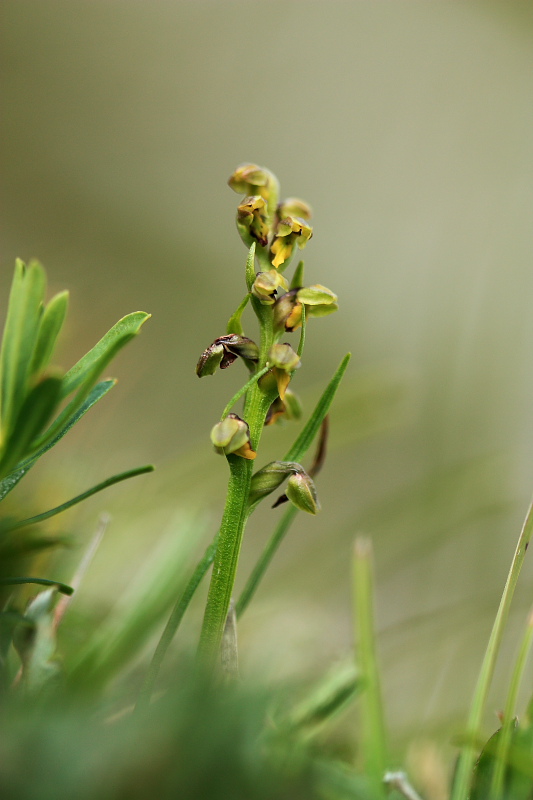 Chamorchis alpina