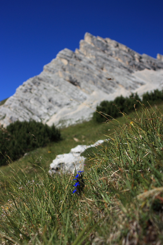 Chamorchis alpina