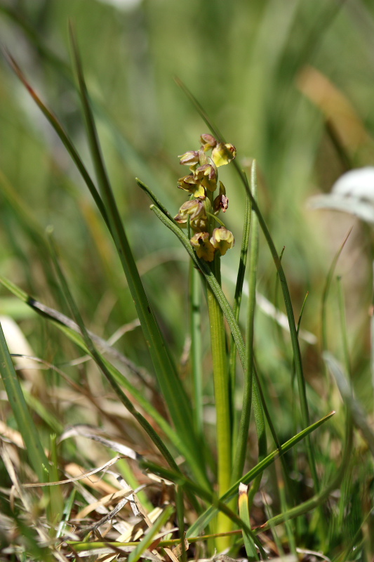 Chamorchis alpina