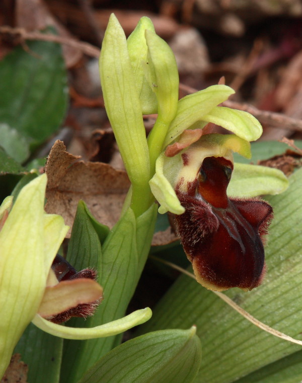 Ophrys sphegodes con impollinatore