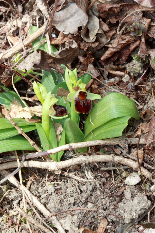 Ophrys sphegodes con impollinatore