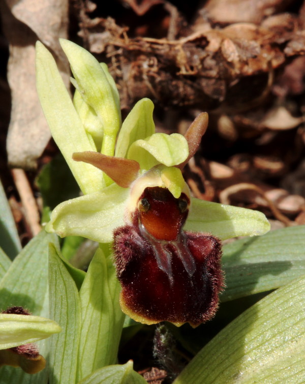 Ophrys sphegodes con impollinatore