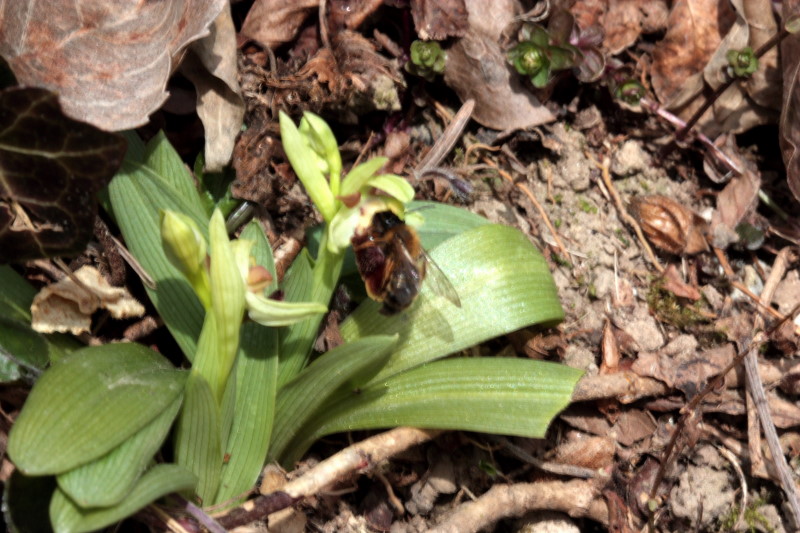 Ophrys sphegodes con impollinatore