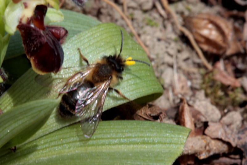 Ophrys sphegodes con impollinatore