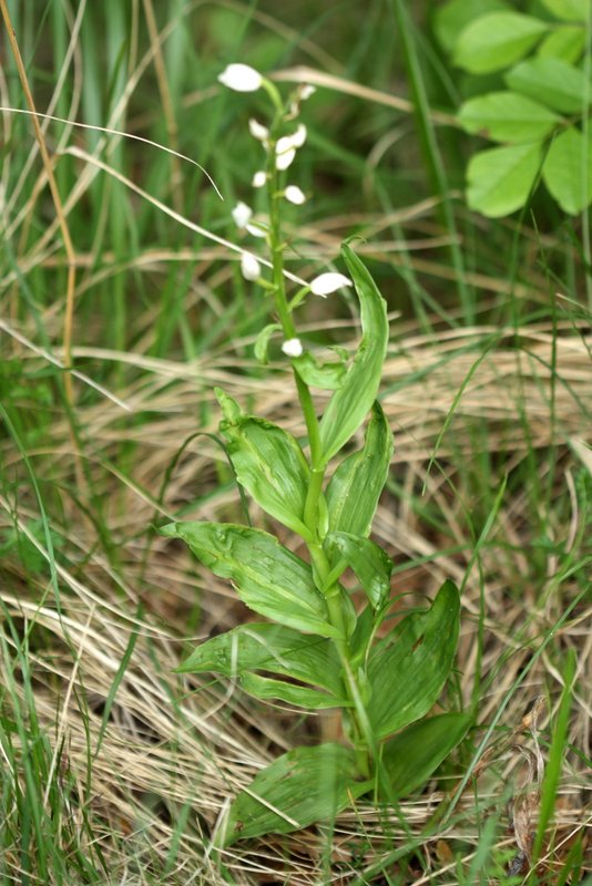 Cephalanthera xschulzei ?