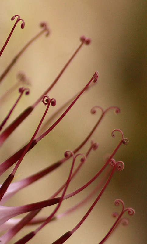 Physoplexis comosa / Raponzolo di roccia