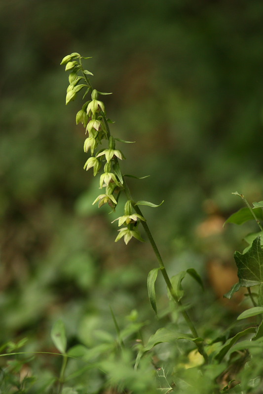 Epipactis muelleri