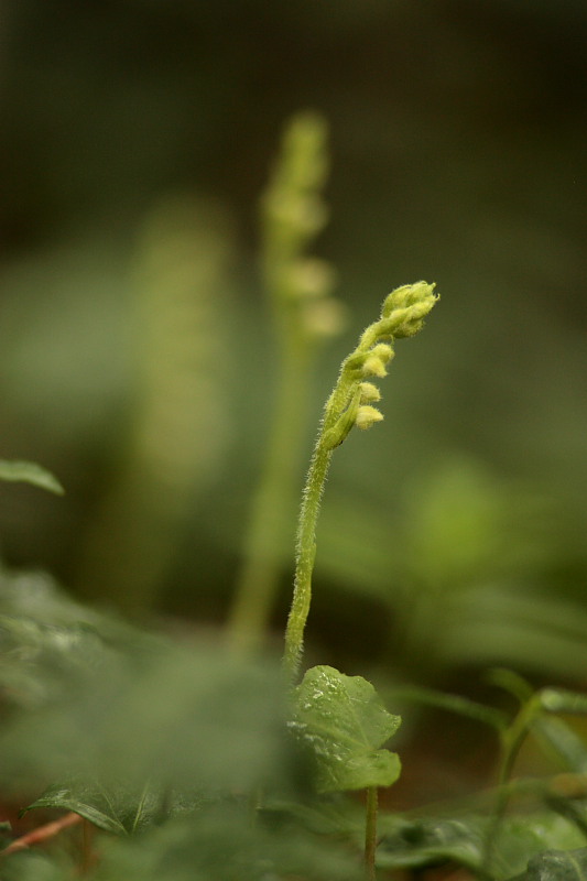 Goodyera repens