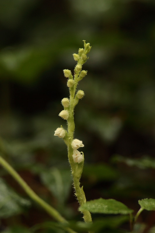 Goodyera repens