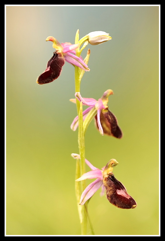 Ophrys bertolonii subsp. benacensis