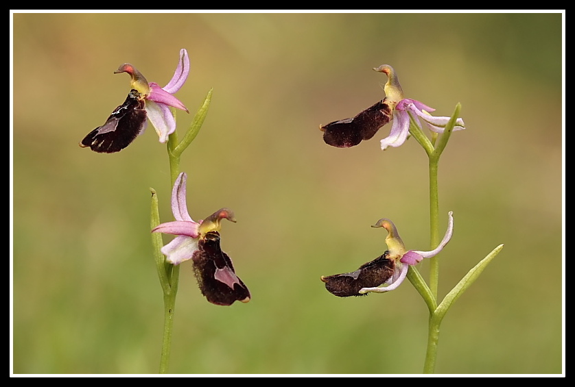 Ophrys bertolonii subsp. benacensis