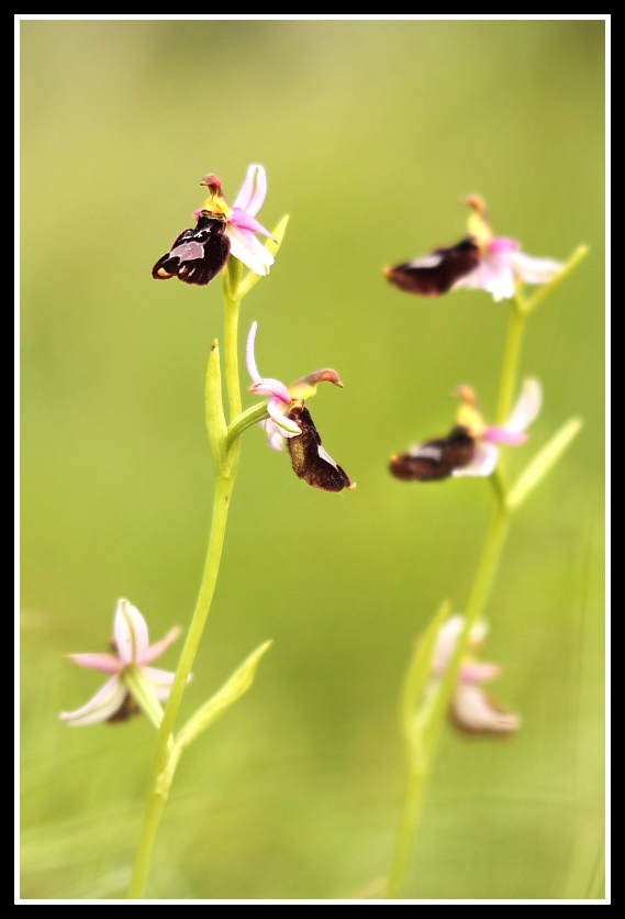 Ophrys bertolonii subsp. benacensis