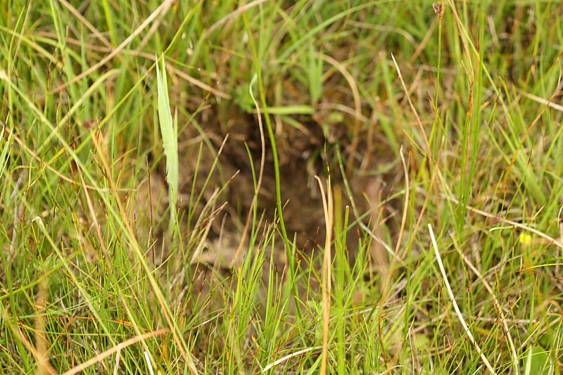 Spiranthes aestivalis