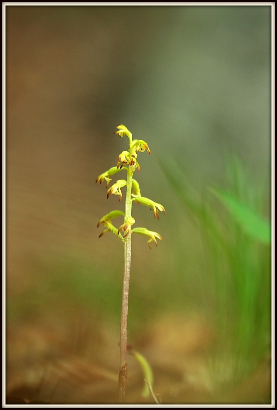 Corallorhiza trifida