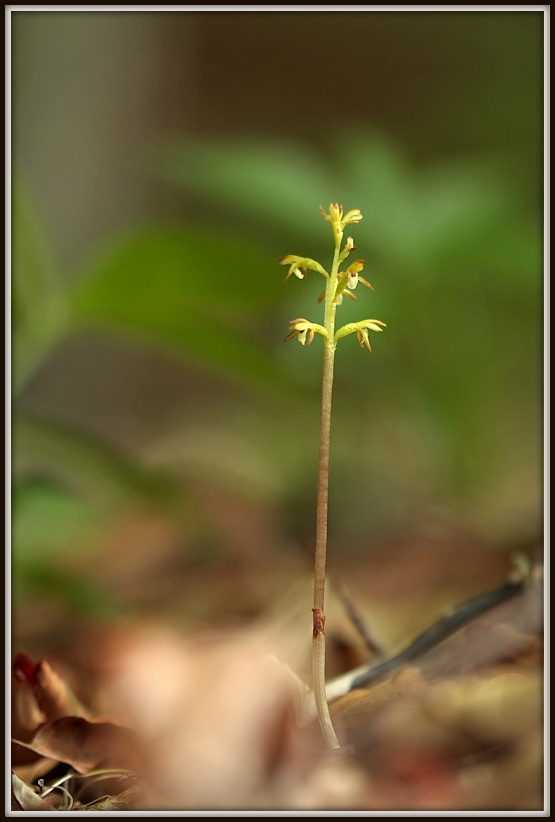 Corallorhiza trifida