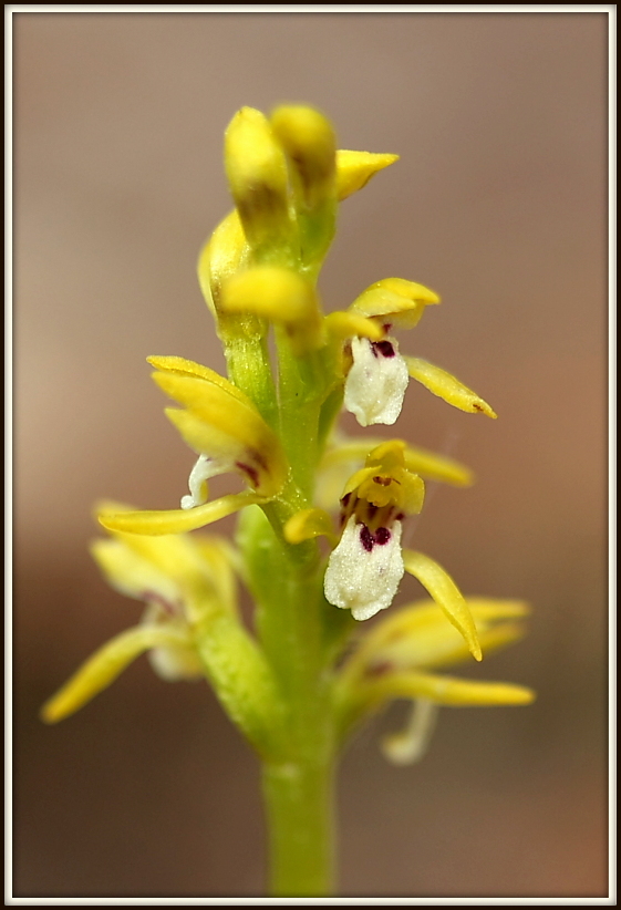 Corallorhiza trifida