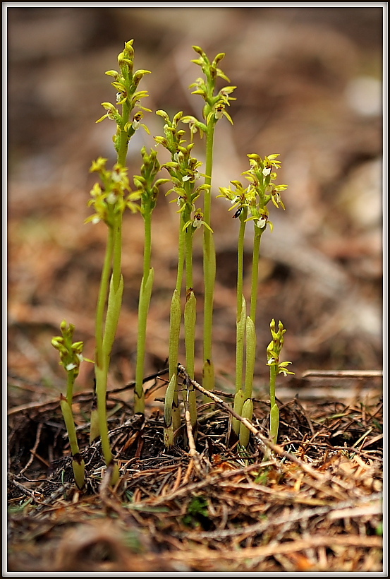 Corallorhiza trifida