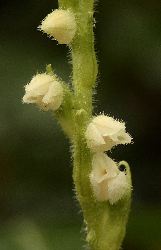 Goodyera repens